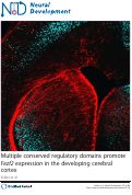 Cover page: Multiple conserved regulatory domains promote Fezf2 expression in the developing cerebral cortex