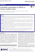 Cover page: Subcellular organization of UBE3A in human cerebral cortex