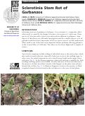 Cover page: Sclerotinia Stem Rot of Garbanzos