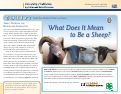 Cover page: Sheep - From the Animal's Point of View Complete (Parts 1 through 5)