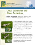 Cover page: Citrus Leafminer and Citrus Peelminer