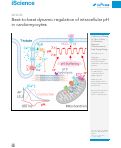 Cover page: Beat-to-beat dynamic regulation of intracellular pH in cardiomyocytes