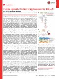 Cover page: Tissue-specific tumor suppression by BRCA1