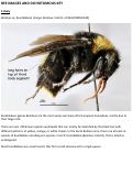 Cover page: Bee Dichotomous Key