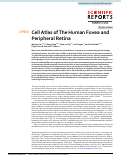 Cover page: Cell Atlas of The Human Fovea and Peripheral Retina
