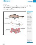 Cover page: Colloidal structure and proton conductivity of the gel within the electrosensory organs of cartilaginous fishes.