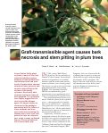 Cover page: Graft-transmissible agent causes bark necrosis and stem pitting in plum trees