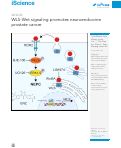 Cover page: WLS-Wnt signaling promotes neuroendocrine prostate cancer.