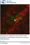 Cover page: Rapid genetic targeting of pial surface neural progenitors and immature neurons by neonatal electroporation