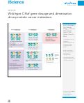 Cover page: Wild-type C-Raf gene dosage and dimerization drive prostate cancer metastasis
