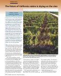 Cover page: The future of California raisins is drying on the vine