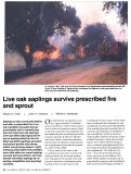 Cover page: Live oak saplings survive prescribed fire and sprout