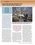 Cover page: Large bugs damage pistachio nuts most severely during midseason